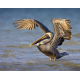 A Brown Pelican stands in the Gulf of Mexico, spreading its wings into the rising sun