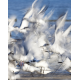 Terns blast off from a sandbar, causing an impressionistic blur of white