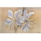 Gaura