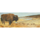 Bison on the Yellowstone Caldera