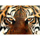 Closeup realistic Image of a Bengal Tiger