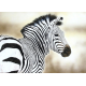realistic image of an African Zebra