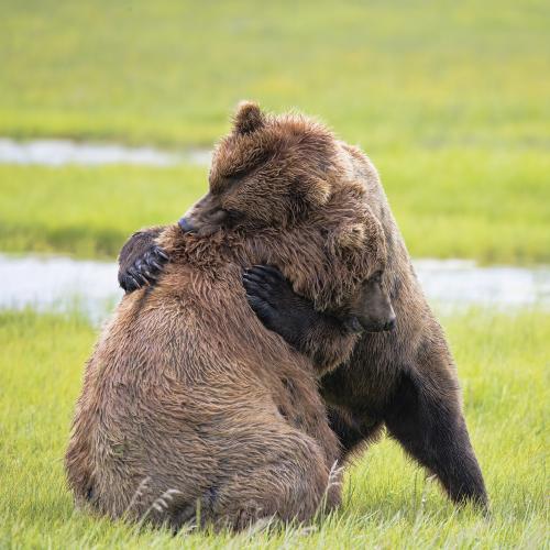 #bears #Katmai #Brown #Alaska