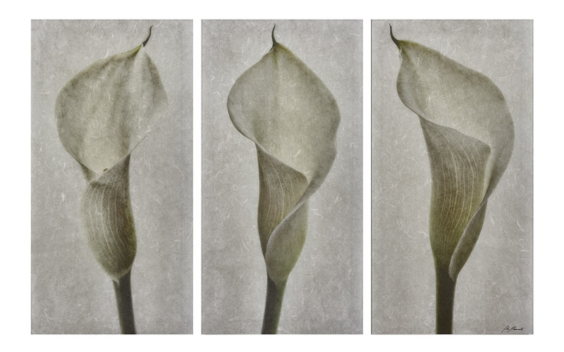 White Calla Lily
